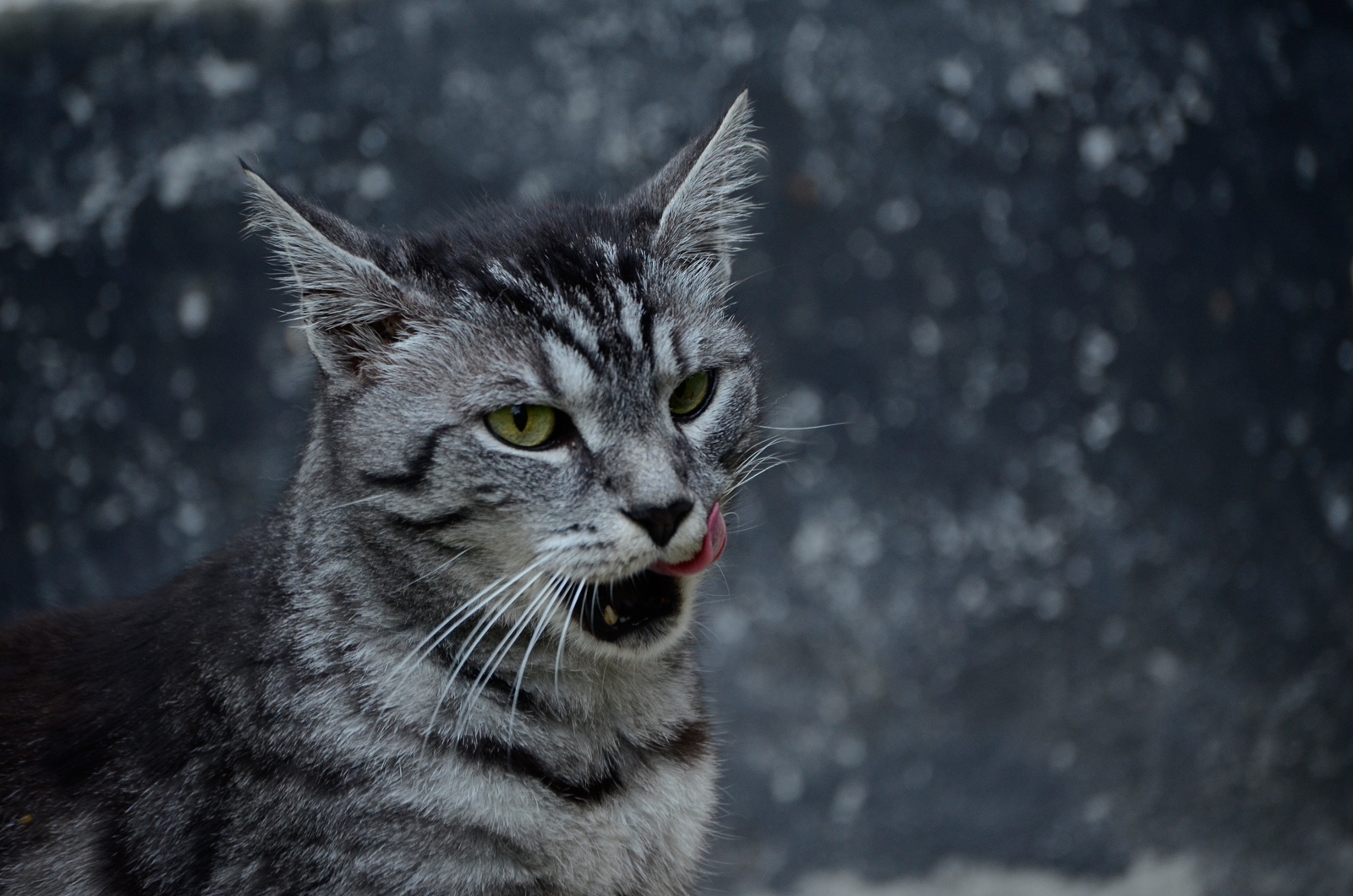 Katze