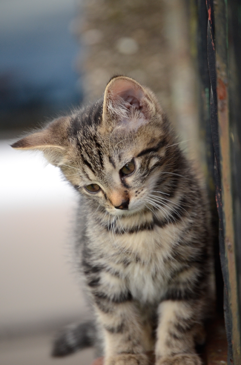 Katze2