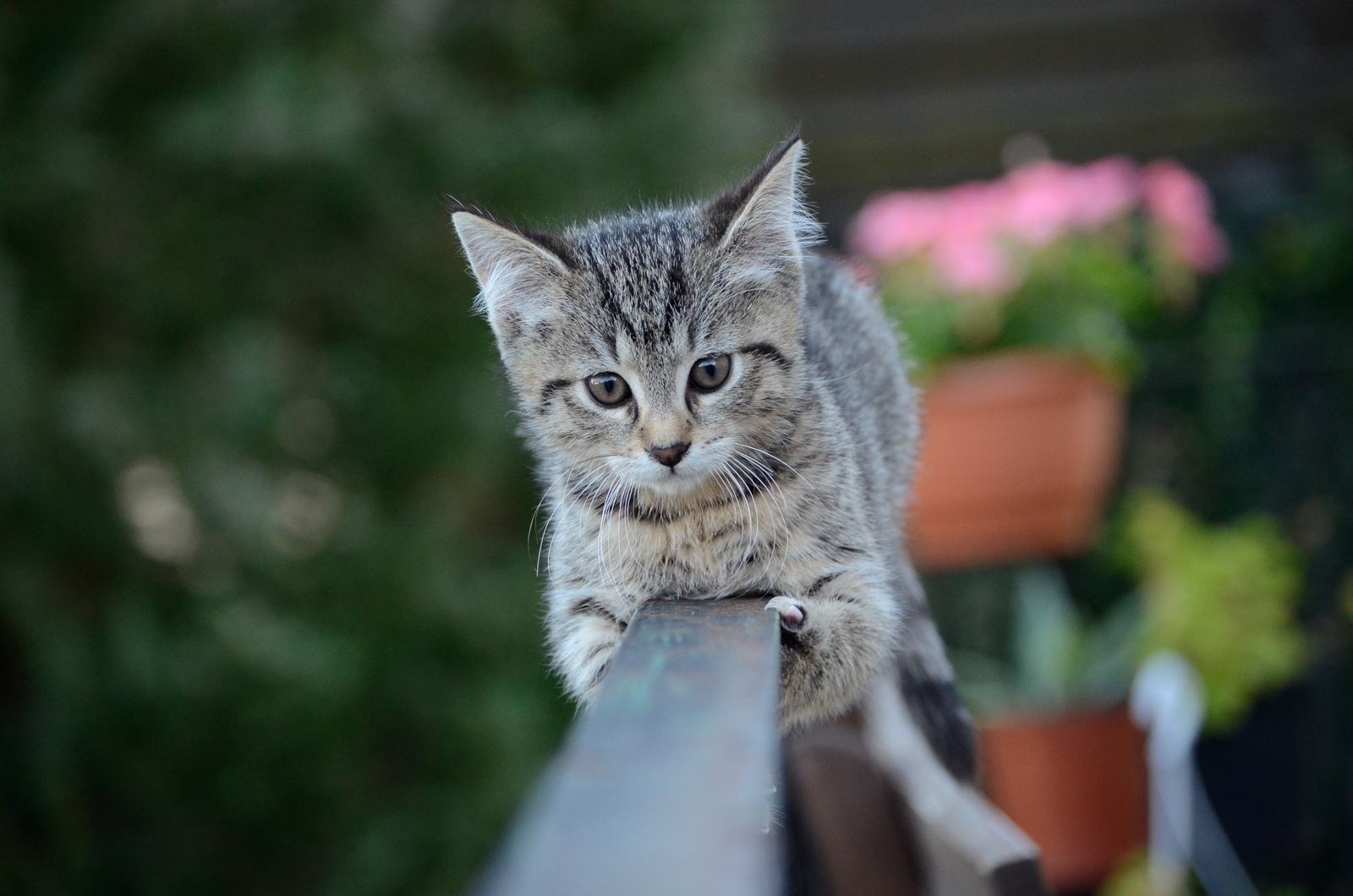 Katze5