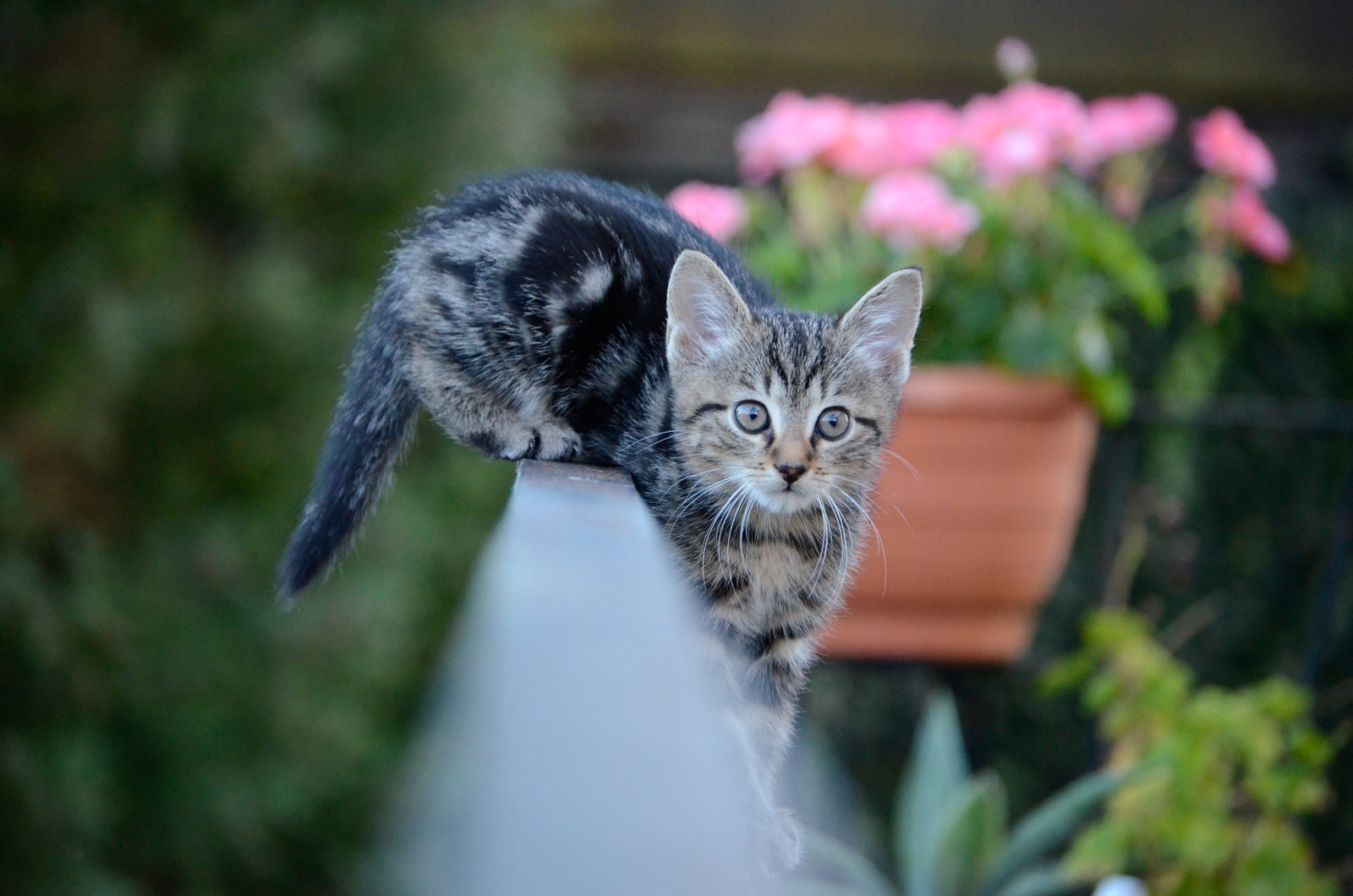 Katze6