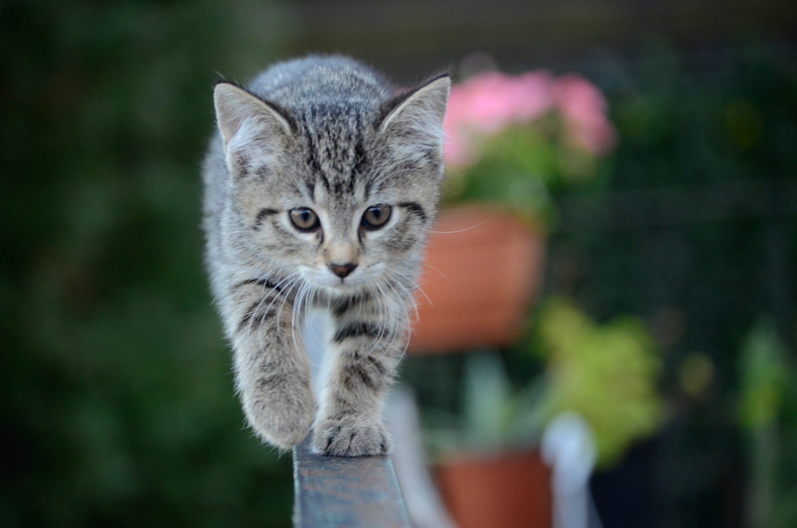 Katzen