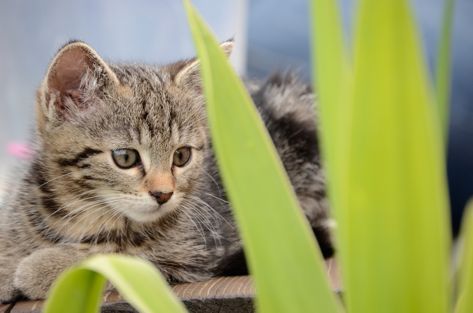 Katzen1